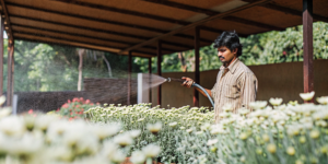 man applying organic fertilizers to plants